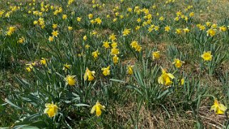 Jonquilles - Gryon Rando 2022