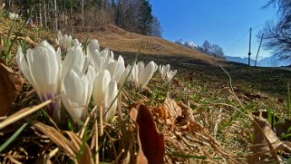 Crocus - Les Posses Rando 2022