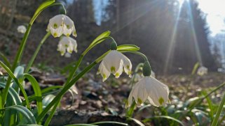 Nivéole - Bois du Fenalet Rando 2022