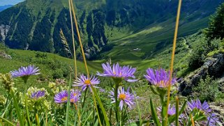 Aster des Alpes - Signal de Soi 2056 m Rando 2022