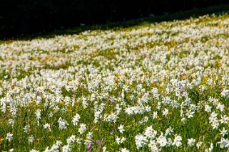 Narcisses - Les Pléiades Rando 2022