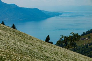 Narcisses - Nermont - Haut-de-Caux Rando 2022