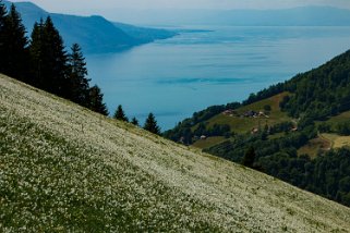 Narcisses - Nermont - Haut-de-Caux Rando 2022