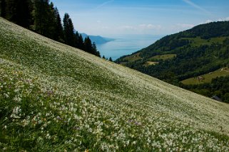 Narcisses - Nermont - Haut-de-Caux Rando 2022