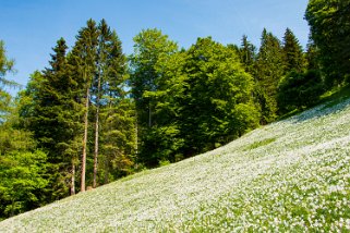 Nermont - Haut-de-Caux Rando 2022