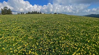 Jonquilles - Tête de Ran Rando 2022