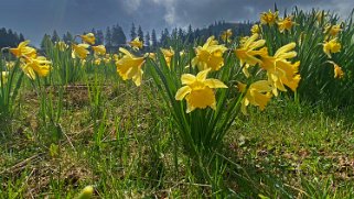 Jonquilles - Tête de Ran Rando 2022