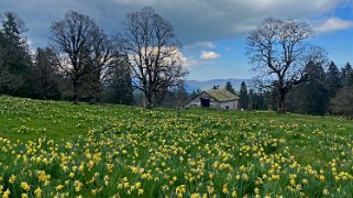 Jonquilles - Vue des Alpes Rando 2022