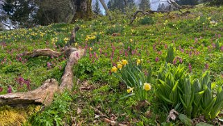 Jonquilles - Vue des Alpes Rando 2022