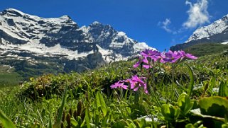 Gspaltenhorn 3436 m - Kiental Rando 2024