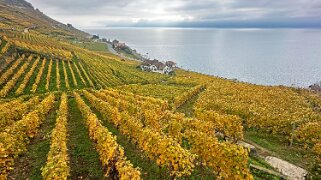 Vignoble du Lavaux - Epesses Rando 2024