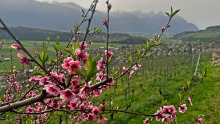 Chemin des vignes - Ollon Rando 2024