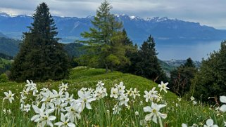 Narcisses - Vallon d'Orgevaux Rando 2024