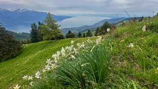 Narcisses - Vallon d'Orgevaux Rando 2024