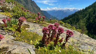 Joubarbe des montagnes - Vallon de Van Rando 2024