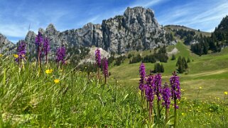 Tour de la Dent de Combette null