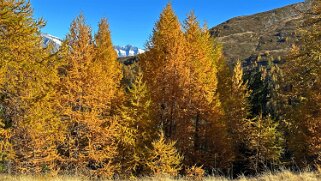 Gspon - Visperterminen Rando 2025