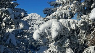 Savolaire - Val de Morgins null