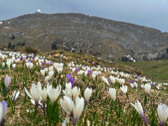 La Givrine - La Dôle 2025 Vaud - Suisse