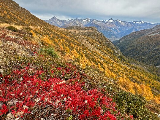 Visperterminen - Simplon 2025 Valais - Suisse