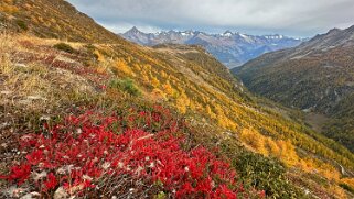 Visperterminen - Simplon 2025