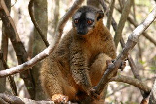Lémurien - Parc National d'Isalo Madagascar 2008