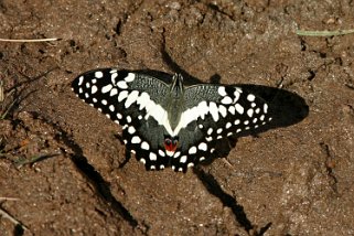 Papillon - Manandona Madagascar 2008
