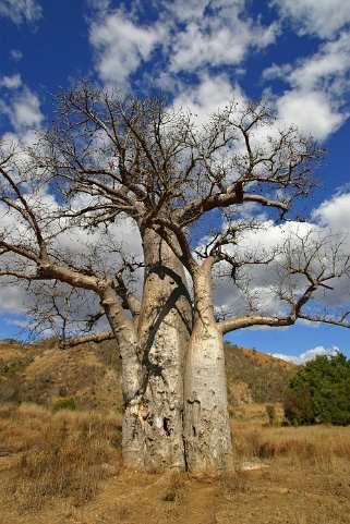 Baobab Madagascar 2008