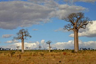 Baobabs Madagascar 2008