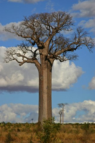 Baobab Madagascar 2008