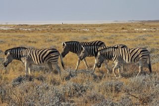 Zèbres - Etosha National Park Namibie 2010