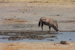 Oryx - Etosha National Park Namibie 2010