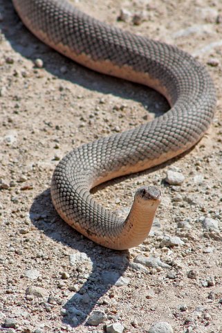 Serpent - Etosha National Park Namibie 2010