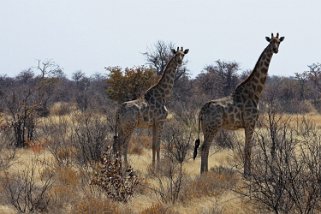 Girafes - Etosha National Park Namibie 2010