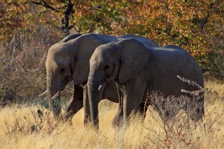 Eléphants - Etosha National Park Namibie 2010