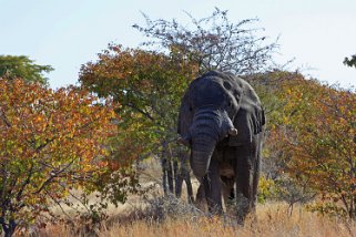 Eléphant - Etosha National Park Namibie 2010