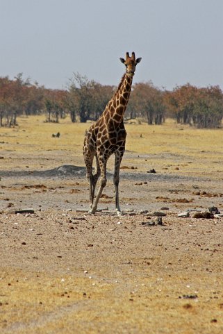 Girafe - Etosha National Park Namibie 2010