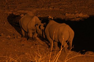 Rhinocéros - Etosha National Park Namibie 2010