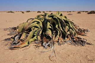 Welwitschia Namibie 2010