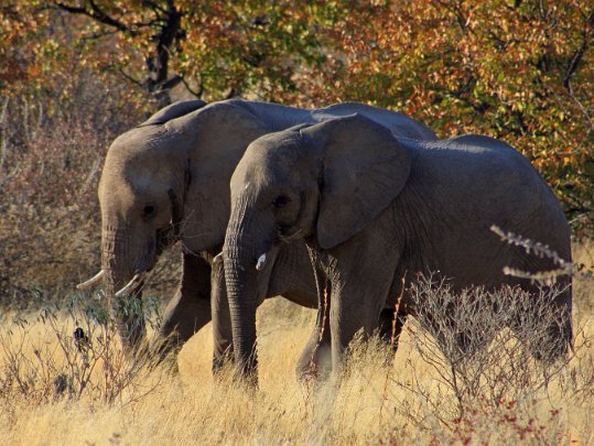 Etosha National Park Namibie