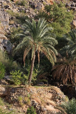 Misfah Oman 2011