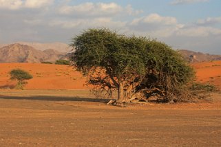 Wahiba Oman 2011
