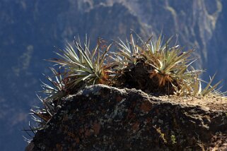 Cañon del Colca Pérou 2012