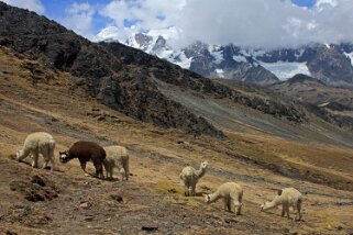 Abra Pirhuayani 4725 m - Cordillère de la Vilcanota Pérou 2012