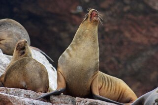 Islas Ballestas Pérou 2012