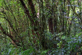 Reserva Biologica del Bosque Nuboso - Monteverde Costa Rica 2014