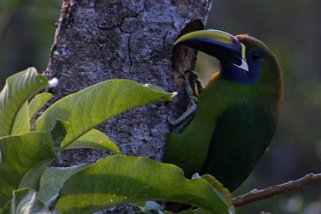 Toucanet Verde - Monteverde Costa Rica 2014
