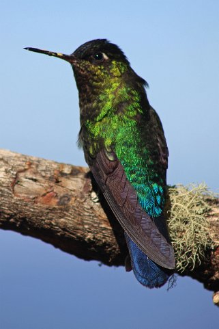 Colibri - Parque Nacional Los Quetzales Costa Rica 2014