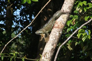 Iguane - Parque Nacional Tortuguero Costa Rica 2014
