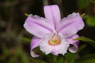 Orchidée - Parque Nacional Volcan Arenal Costa Rica 2014